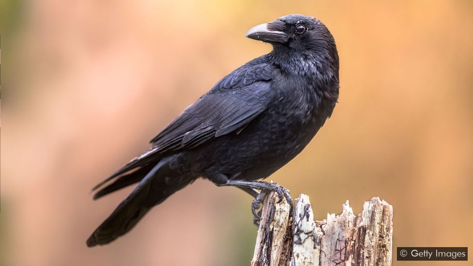 Crows: Public Enemy Number 1